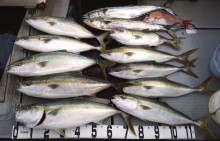 オーシャンスター(Ocean Star) …