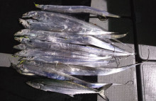 オーシャンスター(Ocean Star) …