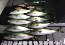 オーシャンスター(Ocean Star) …