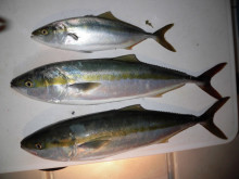 ＪＤＩ　Ｒａｃｉｎｇ　シールズマリンレジャ…