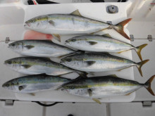 ＪＤＩ　Ｒａｃｉｎｇ　シールズマリンレジャー 釣果