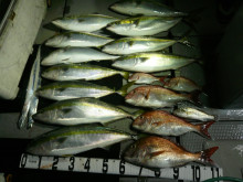 オーシャンスター(Ocean Star) …