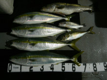 オーシャンスター(Ocean Star) …