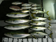 オーシャンスター(Ocean Star) …