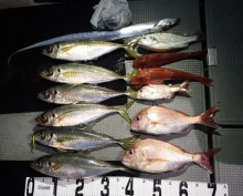 オーシャンスター(Ocean Star) …