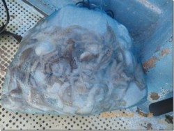 からこと丸 釣果