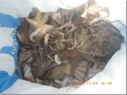 からこと丸 釣果