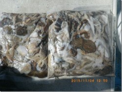 からこと丸 釣果