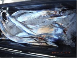 からこと丸 釣果