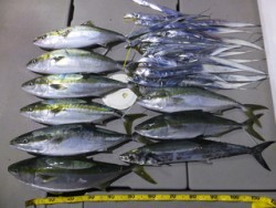 Hit Rush(ヒット ラッシュ） 釣果