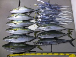 Hit Rush(ヒット ラッシュ） 釣果…