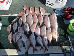 遊漁船 未紗奈 釣果