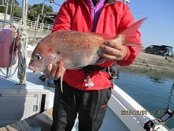 遊漁船 未紗奈 釣果