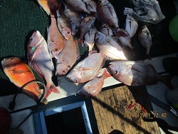 遊漁船 未紗奈 釣果