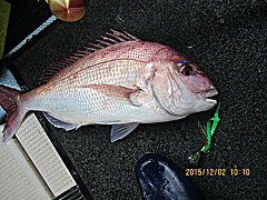 遊漁船 未紗奈 釣果