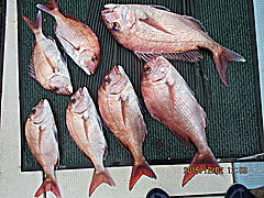 遊漁船 未紗奈 釣果