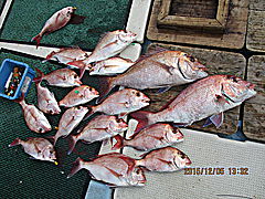 遊漁船 未紗奈 釣果