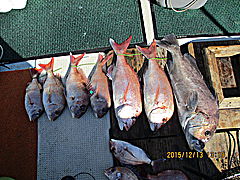 遊漁船 未紗奈 釣果