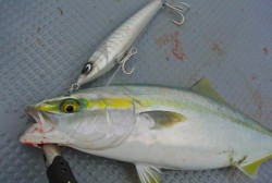 South Current 釣果