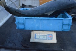 ジギング船 BLUEWATER 釣果