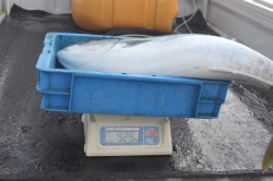 ジギング船 BLUEWATER 釣果