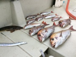 アンタレス 釣果