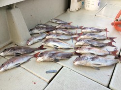 アンタレス 釣果