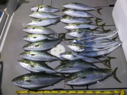 Hit Rush(ヒット ラッシュ） 釣果