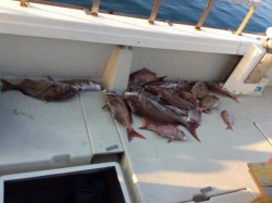 アンタレス 釣果