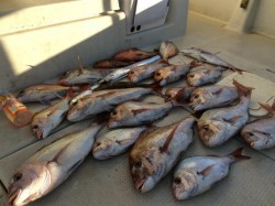 アンタレス 釣果