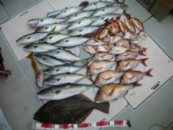 ふじしめ丸 釣果