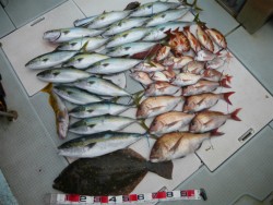 ふじしめ丸 釣果