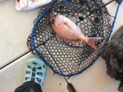 アンタレス 釣果