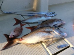 アンタレス 釣果