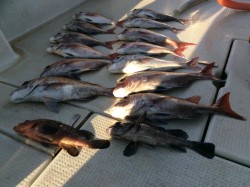 アンタレス 釣果