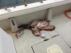 アンタレス 釣果