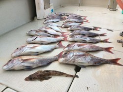 アンタレス 釣果