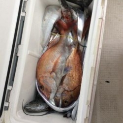 アンタレス 釣果