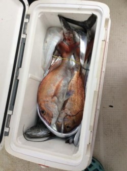 アンタレス 釣果