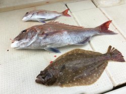 アンタレス 釣果