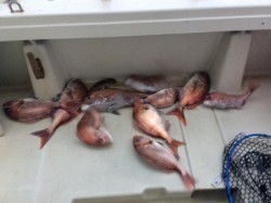 アンタレス 釣果