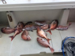 アンタレス 釣果