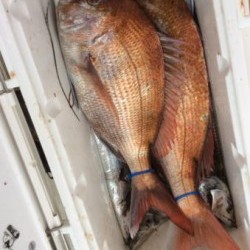 アンタレス 釣果