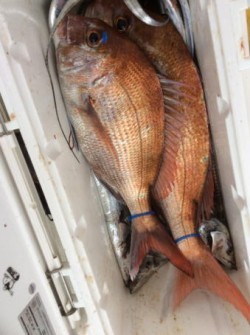 アンタレス 釣果