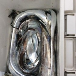 アンタレス 釣果