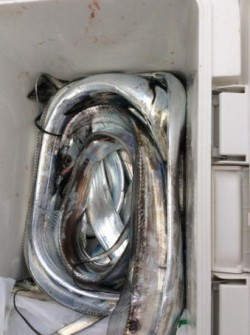 アンタレス 釣果