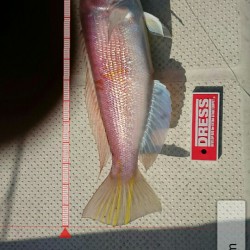 サゴシ狙いつつあわよくばアオリイカ