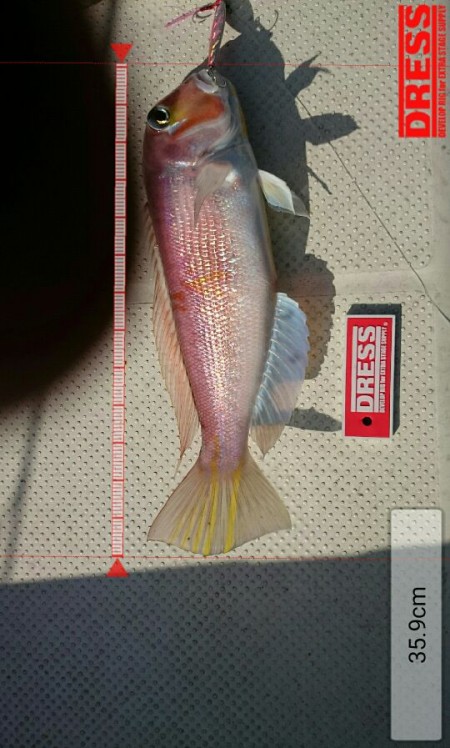 サゴシ狙いつつあわよくばアオリイカ