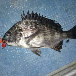 根魚釣り