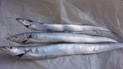 泉佐野ﾏﾘﾝﾗｲﾌ／太刀魚／かなすび釣果